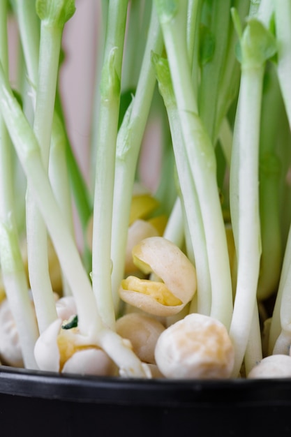 Microgreens im Topf gekeimte Erbsen oder Bohnen im Topf grüne Sprossen für zu Hause gekeimten Salat