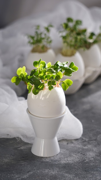 Microgreens in den Eierschalen, Ostern-Konzept, Ostereier