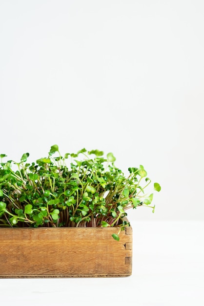 Microgreens in einem Holztablett auf einem Tisch auf weißem Hintergrund Mikro-Rettich mit Kopie Raum Gesunde Ernährung Kräuter zum Kochen