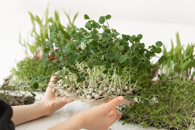 Microgreens in Kinderhänden, die zu Hause Superfood anbauen