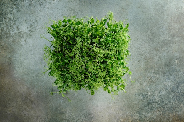 Microgreens. Jovens brotos em um fundo cinza-azulado.