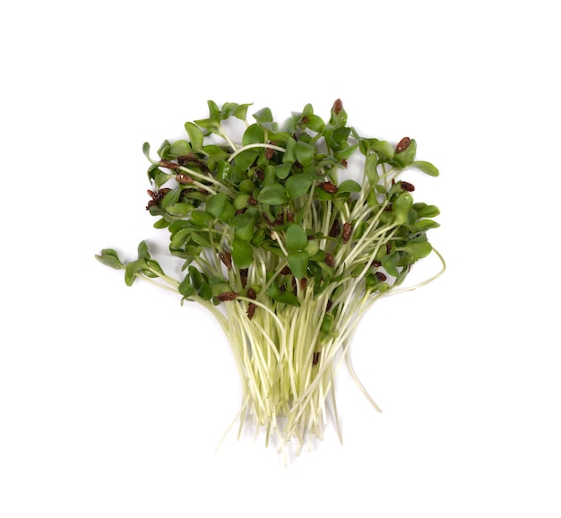 Microgreens linho verde folhas frescas