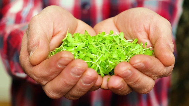 Microgreens en manos de un hombre. enfoque selectivo. personas.