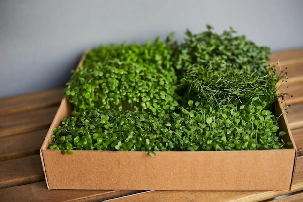 Microgreens mistos em bandejas para cultivo em caixa de papelão Microgreens de girassol ervilhas cebola rabanete e repolho