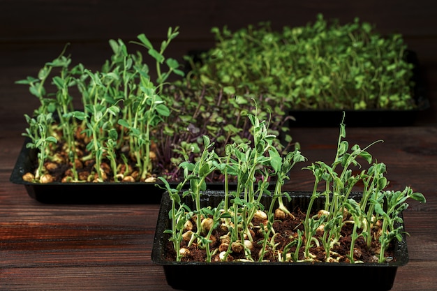 Microgreens mixtos en caja sobre mesa de madera