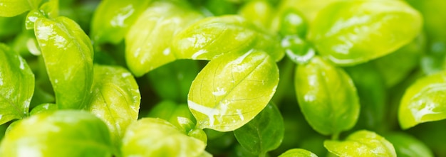 Microgreens orgânicos frescos caseiros. micro manjericão verde close up