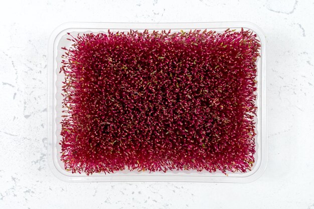 Microgreens orgánicos frescos en un recipiente de plástico sobre un fondo blanco Micro greens Vista desde arriba Concepto de comida vegana y saludable