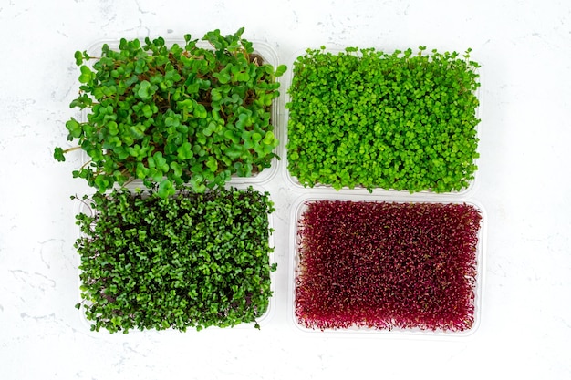 Microgreens orgánicos frescos en un recipiente de plástico sobre un fondo blanco Micro greens Vista desde arriba Concepto de comida vegana y saludable