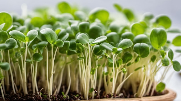 Microgreens produz alimentos saudáveis e frescos gerados com IA