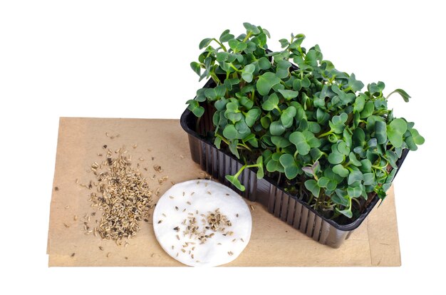 Microgreens que crecen a partir de semillas