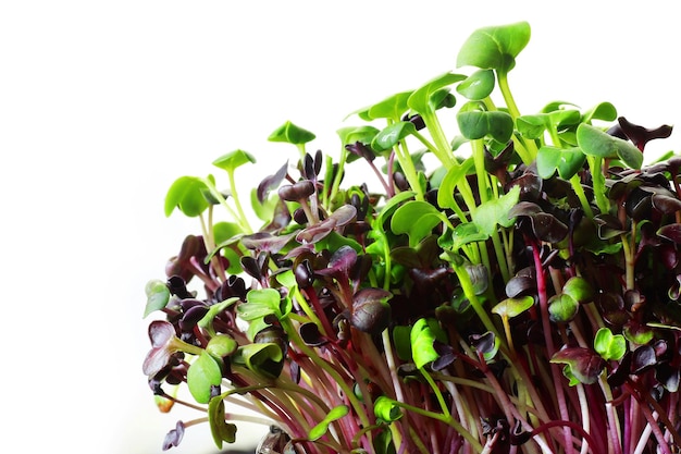 Microgreens de rábano sobre un fondo blanco.