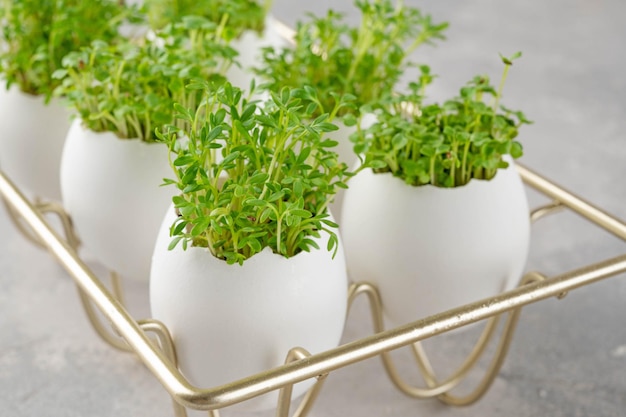 Microgreens de rúcula y ensalada de berro crecen en cáscara de huevo blanco Composición de Pascua