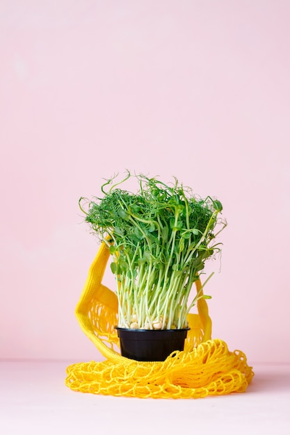 microgreens saludables en una bolsa de lona amarilla. primer plano, brotes de guisantes para una alimentación saludable