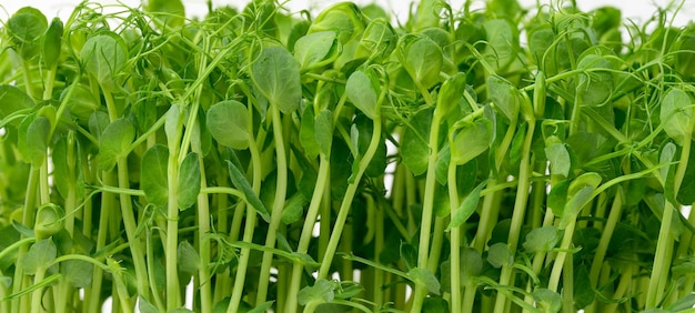 Foto microgreens de semillas de guisantes germinadas para la desintoxicación de las ensaladas