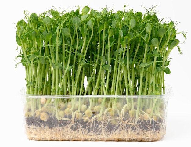 Microgreens de semillas de guisantes germinadas para la desintoxicación de ensaladas