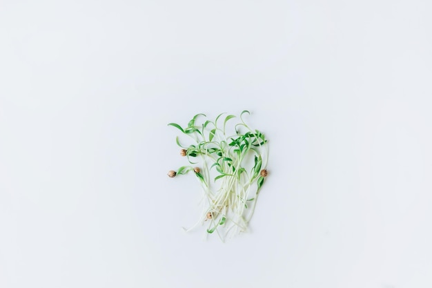 Microgreens sobre un concepto de comida saludable de fondo blanco