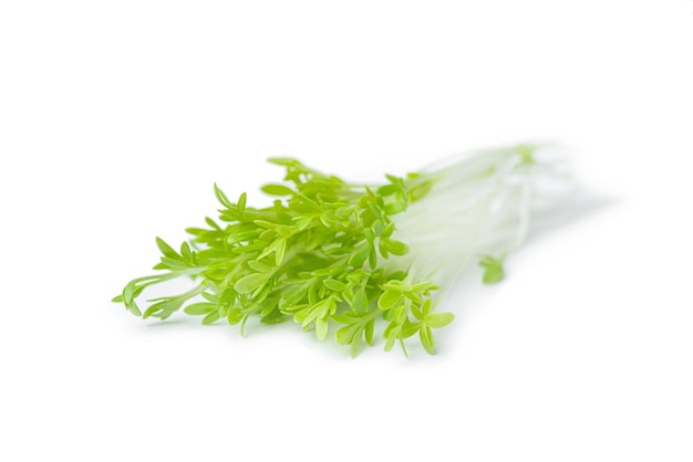 Microgreens sobre un fondo blanco aislado