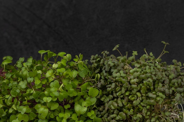 Microgreens suculentos em uma caixa em um fundo preto