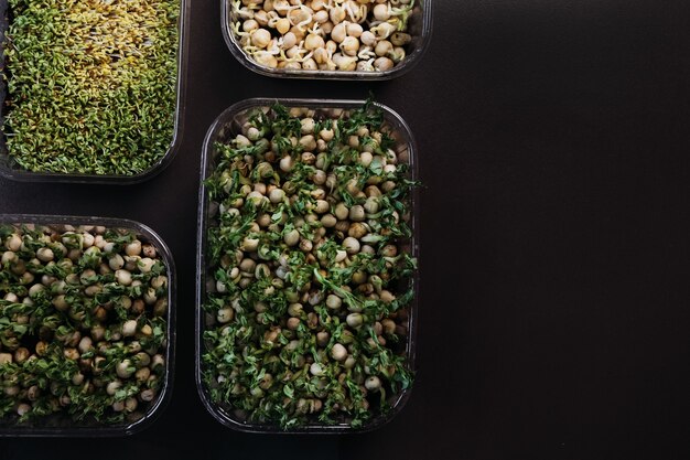 Microgreens verdes suculentos crescem em bandejas. O conceito de superalimento, alimentação saudável, veganismo. Vista superior com espaço de cópia.