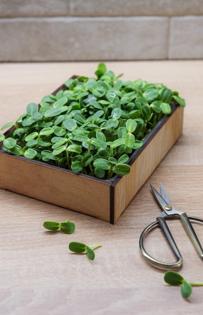 Microgreens von Sonnenblumen