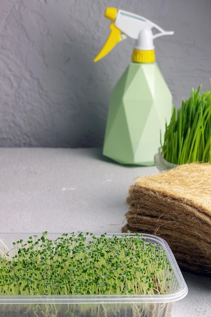 Microgreens zu Hause anbauen Frische Chia-Sprossen Naturkost Mxto für Text