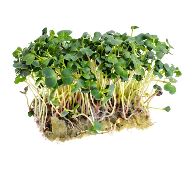 Microgreens