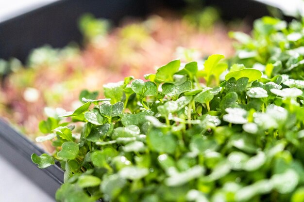 Foto microgreens