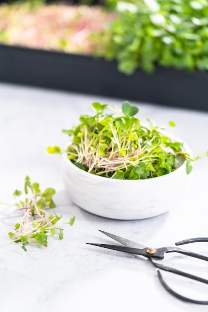 Foto microgreens