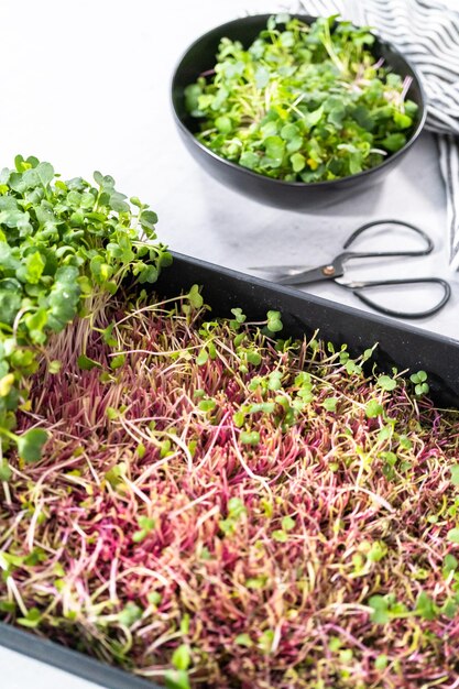 Microgreens