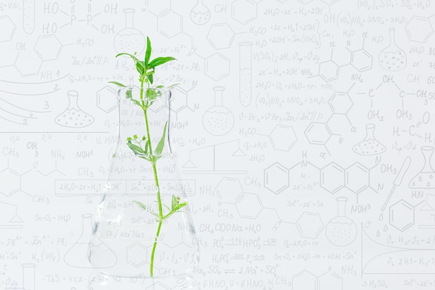 Microplanta decorativa clonada en tubo de ensayo con medio nutritivo de agar Micropropagación