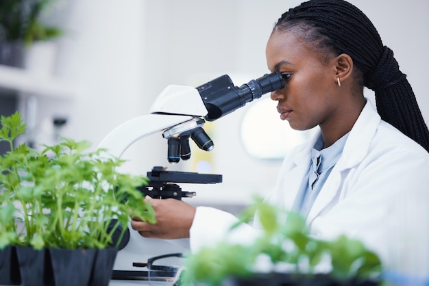 Microscopio de investigación de plantas y mujer negra en un laboratorio con investigación de análisis de sostenibilidad Estudio de crecimiento de hojas y científica en un laboratorio para desarrollo agrícola y pruebas de alcance