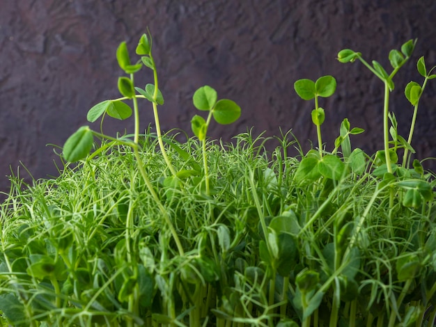 Foto microselen ist ein umweltfreundliches nahrungsergänzungsmittel zur richtigen ernährung und verbesserung der lebensqualität