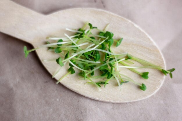 Los microvegetales de chía cierran los brotes en un enfoque selectivo de cuchara de madera