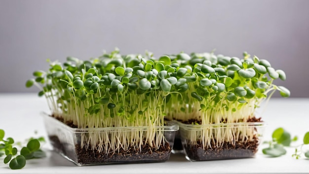 Los microvegetales generan alimentos frescos y saludables generados con IA