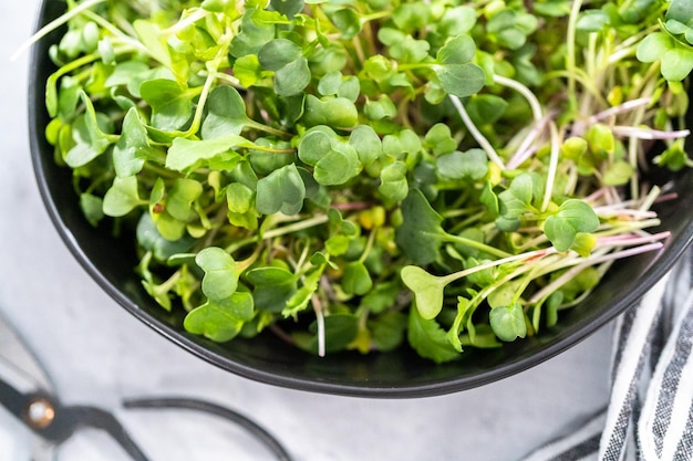 Microvegetales de rábano recién cosechados en un bol.