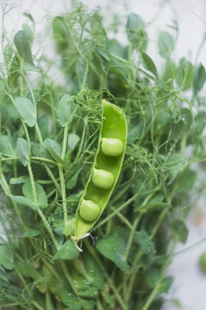 Microverdes de ervilhas verdes frescas com gotas de orvalho em uma bandeja de madeira vintage