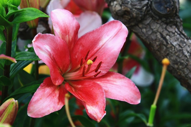 Mid-Century-Lilie oder Species Lilium oder Morning Star Lily oder Salisbury's Lily Flower