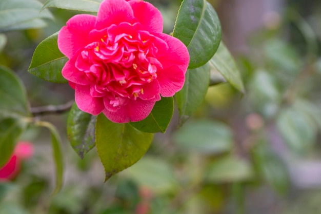 Middlemist Camelia Die seltene Pflanze, die aus China nach Großbritannien gebracht wurde Camellia mit seltenem rosa Blütenhintergrund