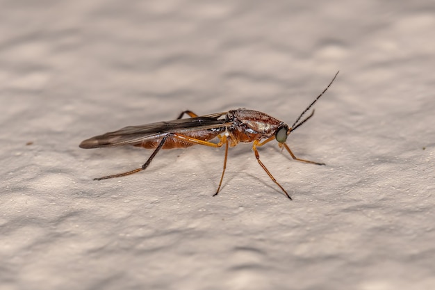 Midge adulto do gênero stenoxenus