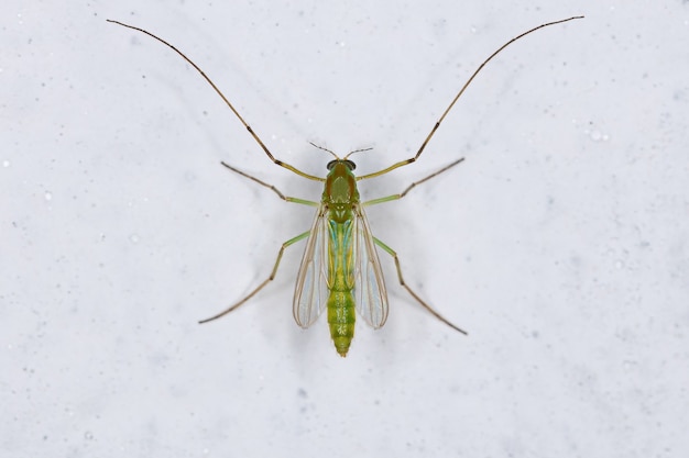 Foto midge adulto não morder da família chironomidae