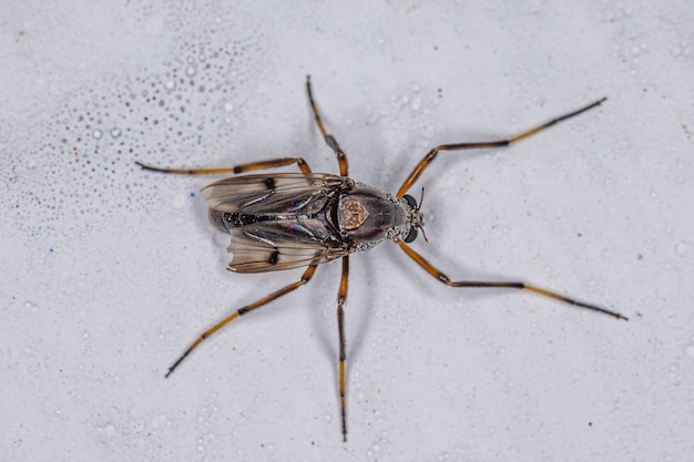 Midge adulto não morder da família chironomidae