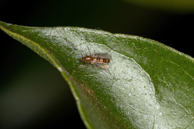 Midge adulto no mordedor de la familia Chironomidae