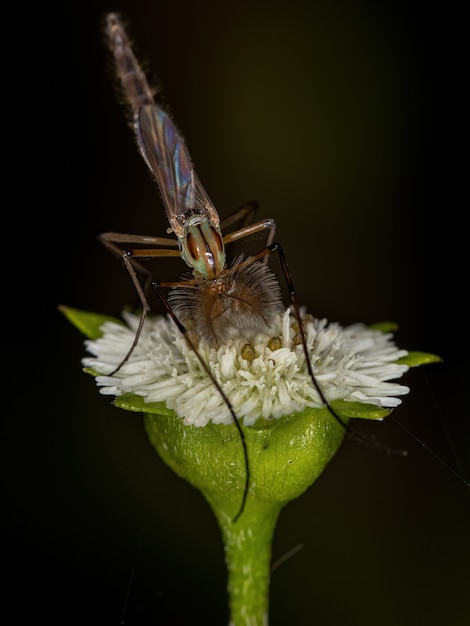 Midge adulto no mordedor de la familia Chironomidae