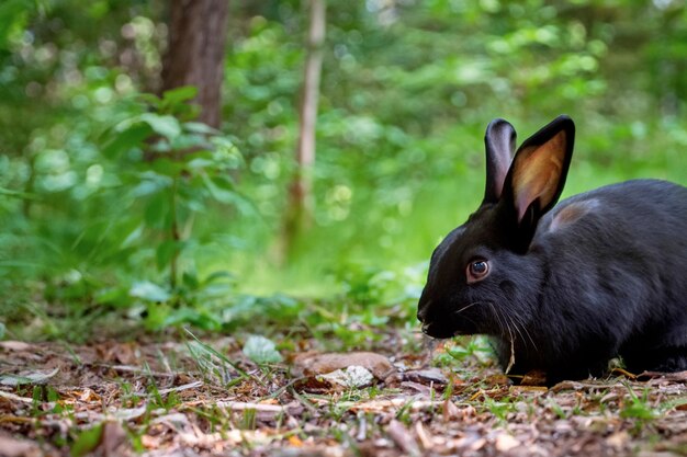 Foto midnight bunny eine mystische begegnung im zauberwald 2