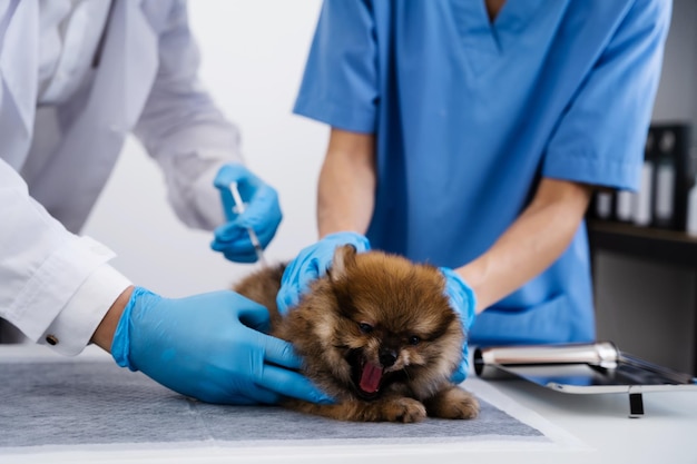 Foto midsection do médico dando cão