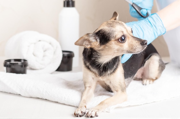 Miedo a la preparación del perroEl cachorro terrier divertido tiene miedo de un peluquero con tijeras en una peluquería de mascotas