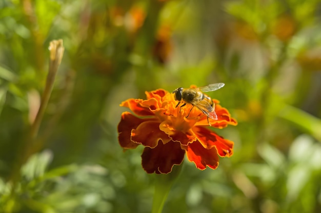 Miel de abeja Apis mellifera forager recoge el néctar de las flores naranjas de Butterfly Weed Asclepias tuberosa Closeup espacio de copia