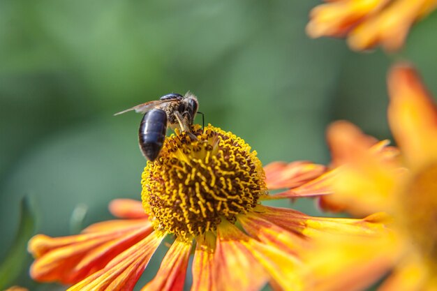 miel de abeja cubierta con néctar de bebida de polen amarillo, flor de naranja polinizadora. vida de insectos