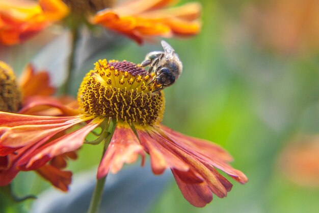 miel de abeja cubierta con néctar de bebida de polen amarillo, flor de naranja polinizadora. vida de insectos