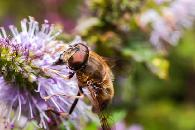 Miel de abeja cubierta con néctar de bebida de polen amarillo flor polinizadora sp floral natural inspirador